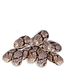 bunte Chiasamen auf weißen Hintergrund