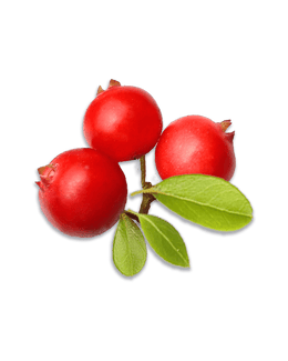 Cranberries mit Zweig und Blättern