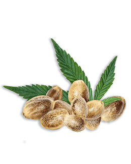 Hanfsamen mit grünem Blatt