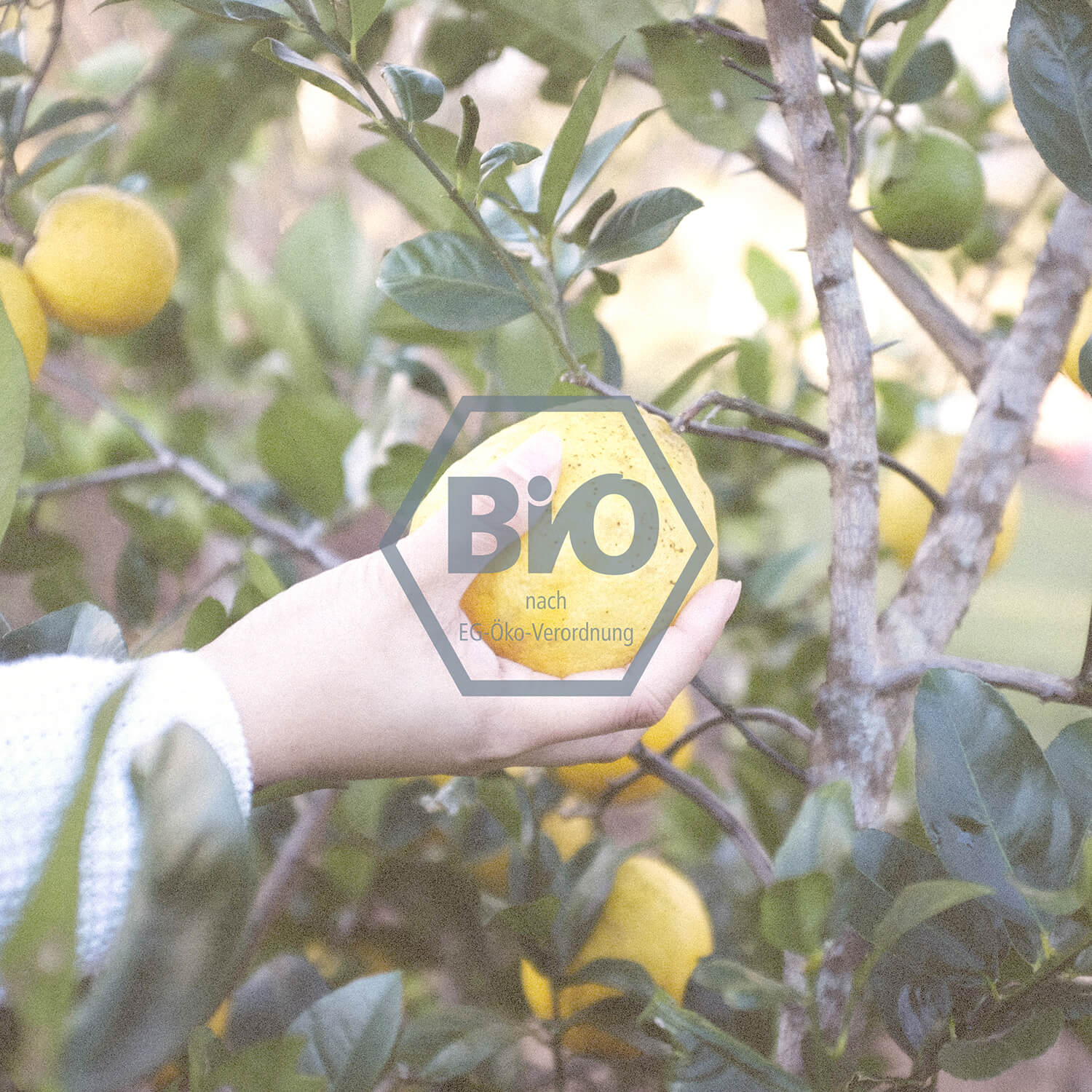 Bio Zitronenernte